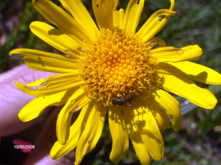 Senecio provincialis / Senecione provenzale